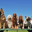 All about dogs