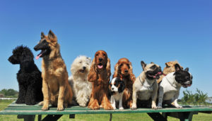 All about dogs