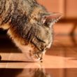 All abouts cats senses