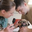 How to become a veterinarian
