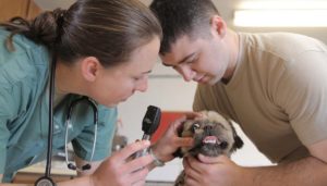 How to become a veterinarian