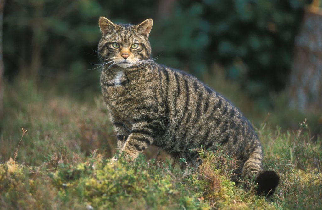 Wild cats