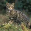 Wild cats