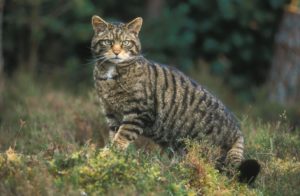 Wild cats