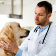 Getting To Know About Vets