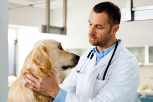 Getting To Know About Vets