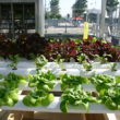 Hydroponics Nutrient Solution for Your Hydroponic Gardening