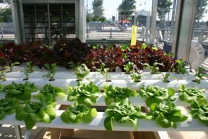Hydroponics Nutrient Solution for Your Hydroponic Gardening