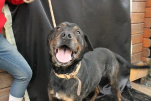 Is a Dog Adoption on Your Agenda