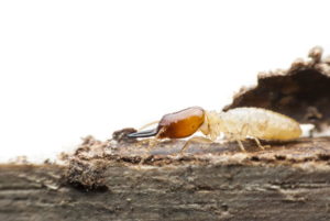Termite Inspection for Property Preservation