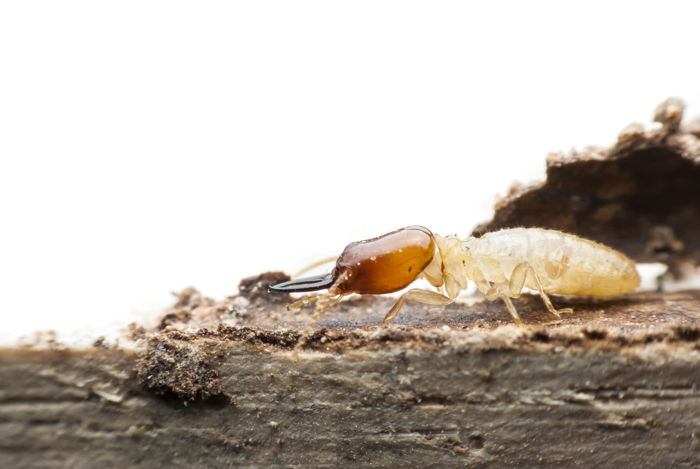 Termite Inspection for Property Preservation