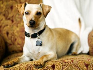 150838553 tips for first 30 days dog 632x475