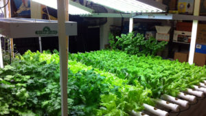 Special Challenges while Indoor Gardening