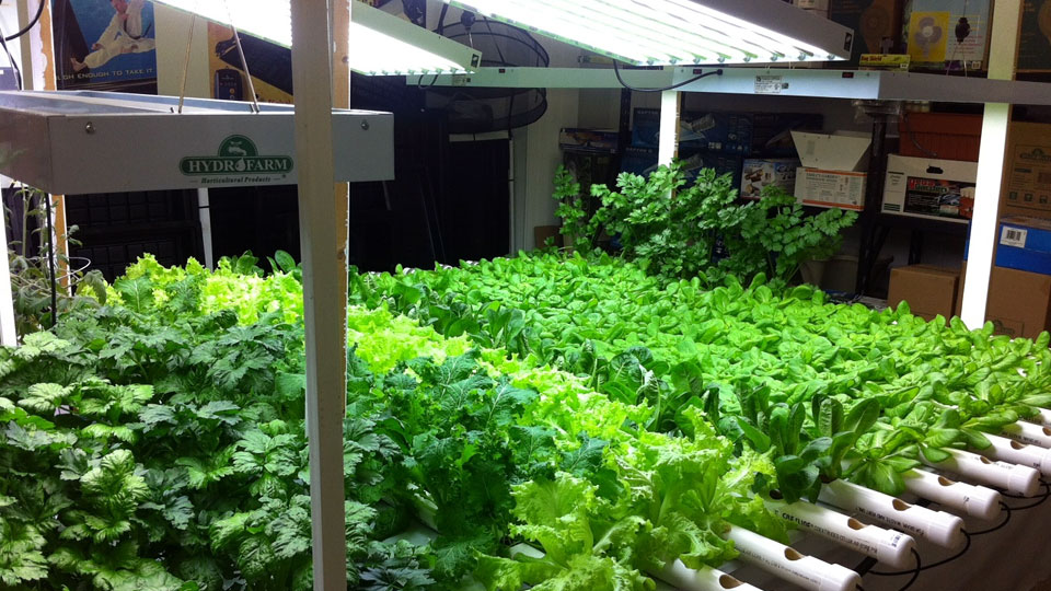Special Challenges while Indoor Gardening
