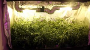 Growing Plants Indoors With Hydroponics In Grow Rooms Or Grow Tents