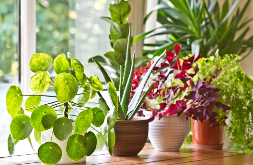 Buy House Plants Online Your House with Indoor House Plants
