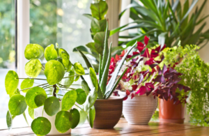 buy house plants online