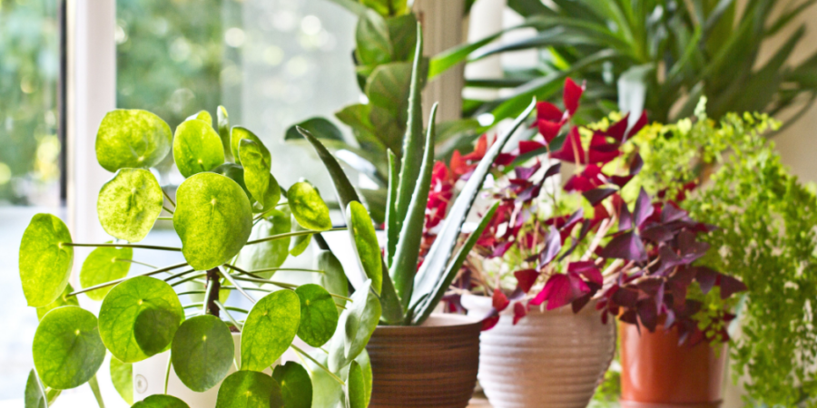 Buy House Plants Online | Best Indoor House Plants 2020