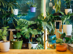 Plant Delivery Melbourne