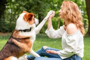 dog obedience training in Melbourne